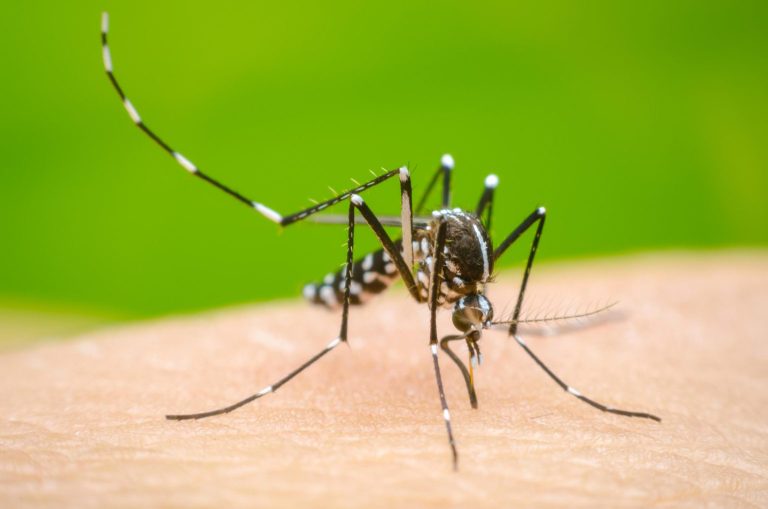 ICT Admin steps up efforts against Dengue ICT Admin steps up efforts against Dengue